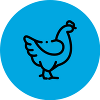 POULTRY