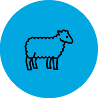 LAMB